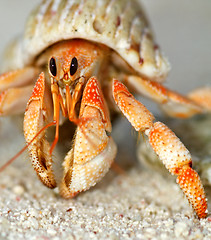 Image showing Beautiful hermit crab in his shell close up