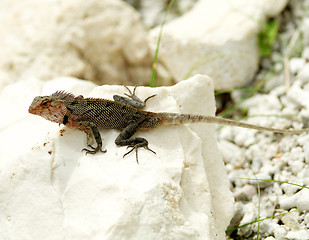 Image showing Agama Lizard