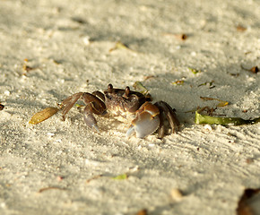 Image showing Large Dark Sand Crab looking up 
