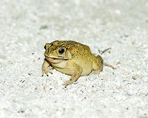 Image showing Golden Tree Frog on sand