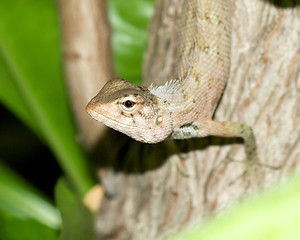 Image showing Lizard