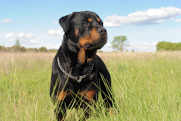 Image showing rottweiler