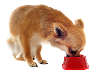 Image showing puppy chihuahua and food bowl