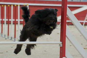 Image showing nizinny in agility