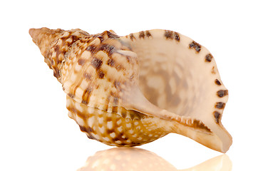 Image showing Sea shell