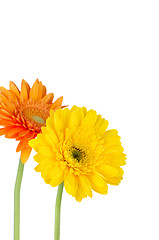 Image showing Two gerbera daisies