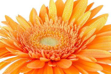 Image showing Orange gerbera daisy 