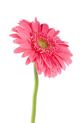 Image showing Pink gerbera daisy flower