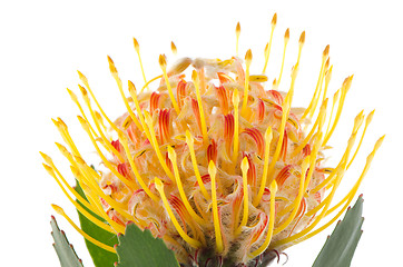 Image showing Pincushion Protea