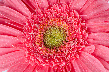 Image showing Pink gerbera flower