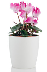 Image showing Beautiful pink Cyclamen flower