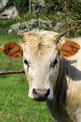 Image showing Cow