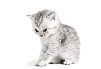 Image showing Little kitten sitting