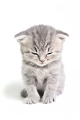 Image showing Little kitten sitting