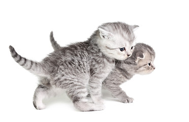 Image showing Two little kittens walking