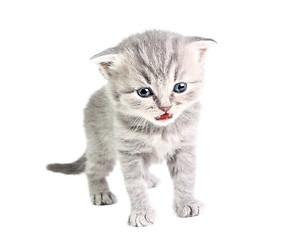 Image showing Little kitten