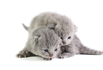 Image showing Little kittens