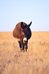 Image showing Donkey walkning in the field