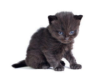 Image showing Little kitten sitting