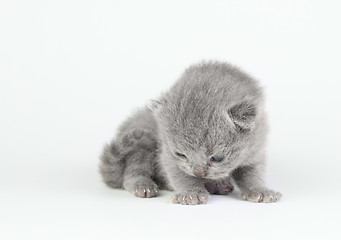 Image showing Little kitten