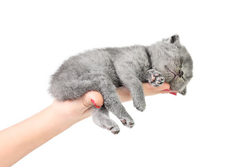 Image showing Little kitten in the hand