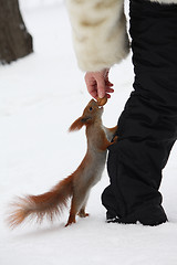 Image showing Girl feeding squirrel