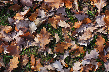 Image showing Yellow oak's leafs on a green grass