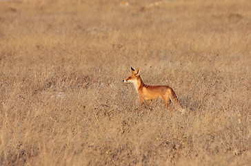 Image showing Red fox in the field