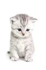 Image showing Little kitten sitting