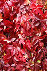 Image showing Red leafs