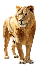 Image showing Lion stands