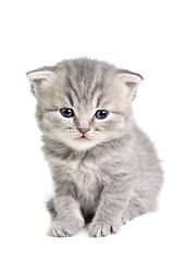 Image showing Little kitten sitting