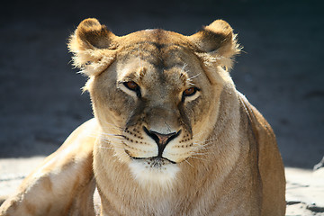 Image showing Portrait of smiling lioness