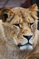 Image showing Lioness portrait