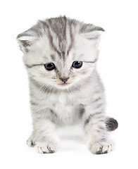 Image showing Little kitten sitting