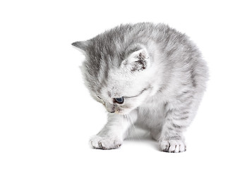 Image showing Little kitten sitting