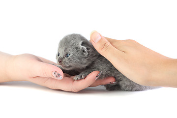 Image showing Little kitten