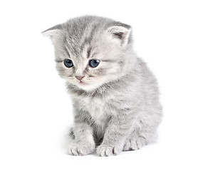 Image showing Little kitten sitting