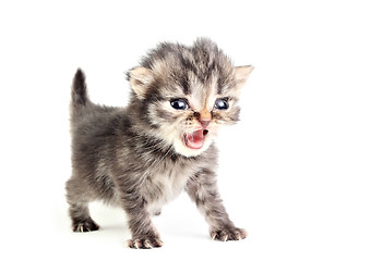 Image showing Little kitten