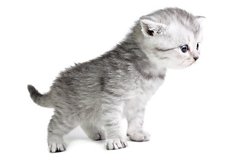 Image showing Little kitten looking