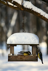 Image showing Titmouses near the feeder