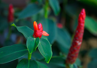 Image showing Red curcuma.