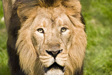 Image showing Lion