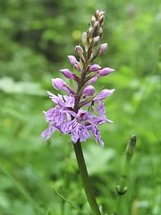 Image showing spotted-orchids
