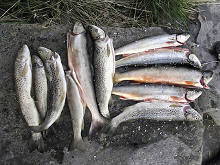 Image showing Fishes