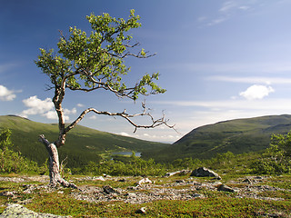 Image showing Lonely Tree