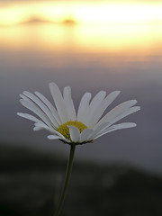 Image showing Wild Flower and Sunset