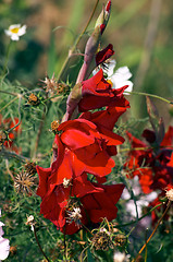 Image showing Gladiolus and Cosmea