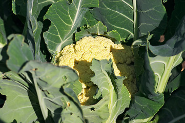 Image showing Cauliflower