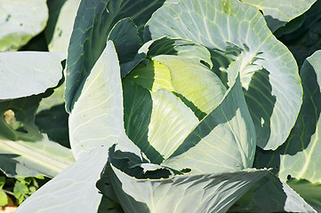 Image showing Cabbage